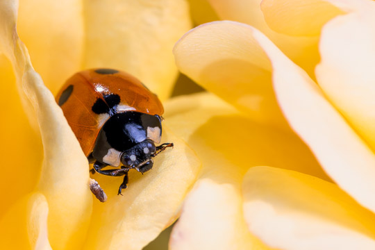 A 7-Spot ladybird on the petals of a yellow rose flower