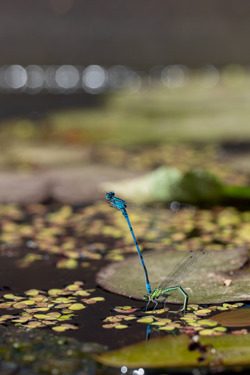A pair of azure damselflies, the male attached to the female at the thorax. The female's tail is curled under the pond weed to lay her eggs.