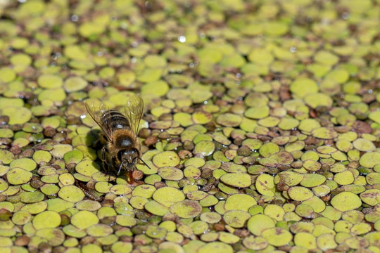 A bee standing on a thick mat of pond weed, its proboscis reaching to the water surface to have a drink