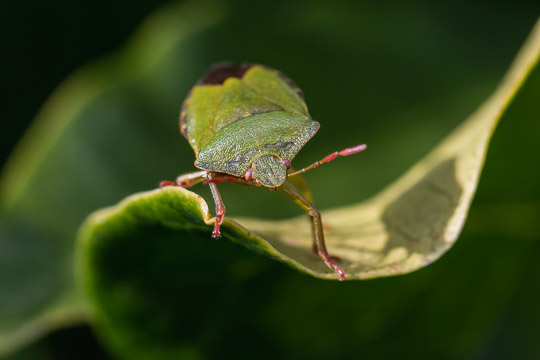 A common green shield bug standing on a curved rhododendron leaf
