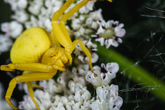 A very close image of a bright yellow flower crab spider raising its legs threateningly at the camera