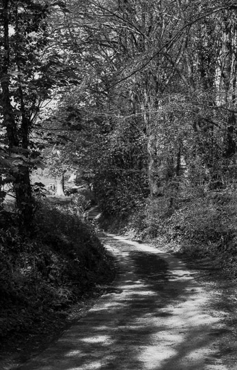 A black and white film photo of a winding country lane. It is covered in dappled light as it passes below tall trees on either side, on a gentle decline from the point of the camera.