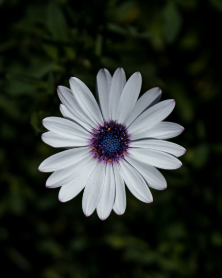 A white cape daisy flower in centre frame, with a purple centre to the flower, with yellow/orange stamens sticking out from it.