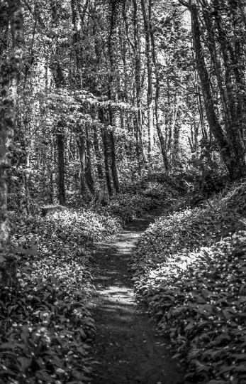 A black and white film photo of a foot path through wild garlic. The path leads through a wood and is covered in dappled light from the trees.