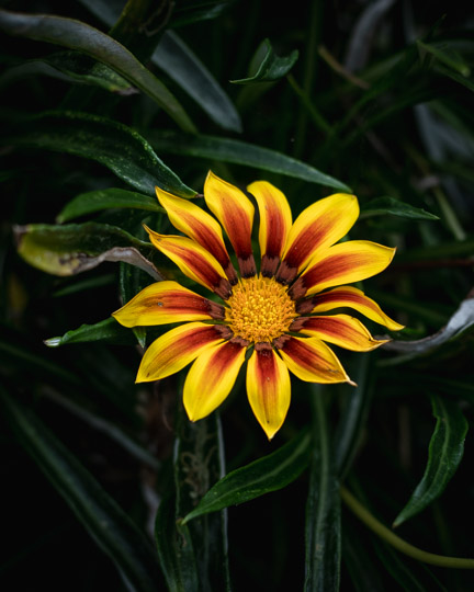 A yellow gazania flower with rich red veins through the yellow of the petals. The dark green leaves of the plant surround the flower.
