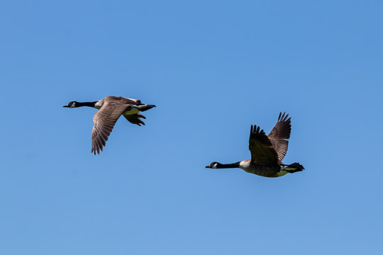 A pair of canada geese in flight against a plain, blue sky. Their wings are at opposing ends of the beat. The left has its wings down, while the right has its wings up.