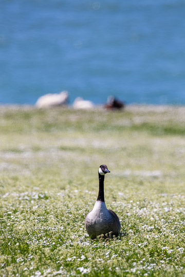 A canada goose standing in a field of daisies. Behind it at the top of the frame is the blue sea.