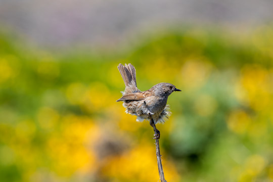 A dunnock with its feathers being blown forwards from behind by a light breeze, while it sits on the end of a dead stick