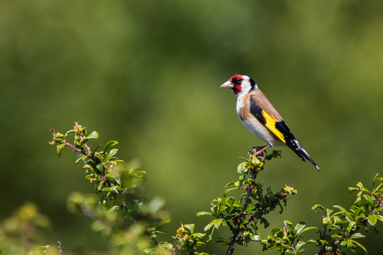 A european goldfinch, in side profile and looking left, standing on a blackthorn branch