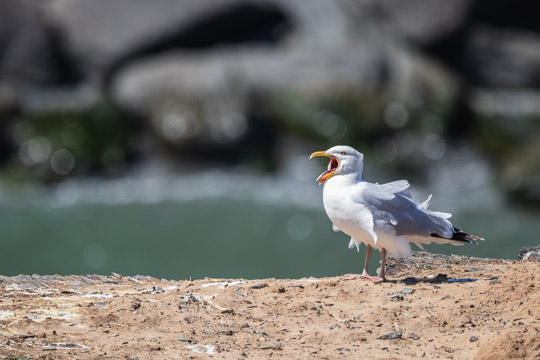 A herring gull standing on a sandy rock. Its beak is open wide to yawn, with its tongue sticking out
