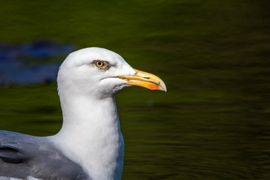 Side profile portrait shot of a herring gull, with water behind it.