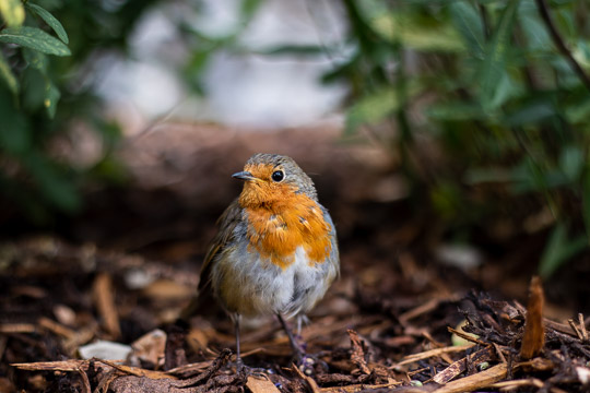 A european robin standing centre-frame, surrounded by bark mulch and leaves.