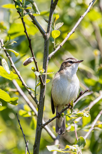 A sedge warbler sitting on a willow tree branch. Its beak is closed but its throat is puffed out as it sings