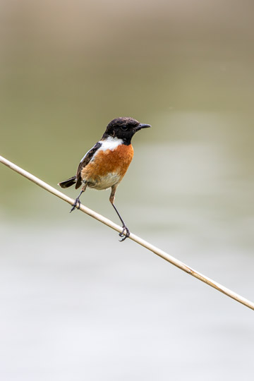 A European Stonechat sitting on a single reed, looking into the camera.